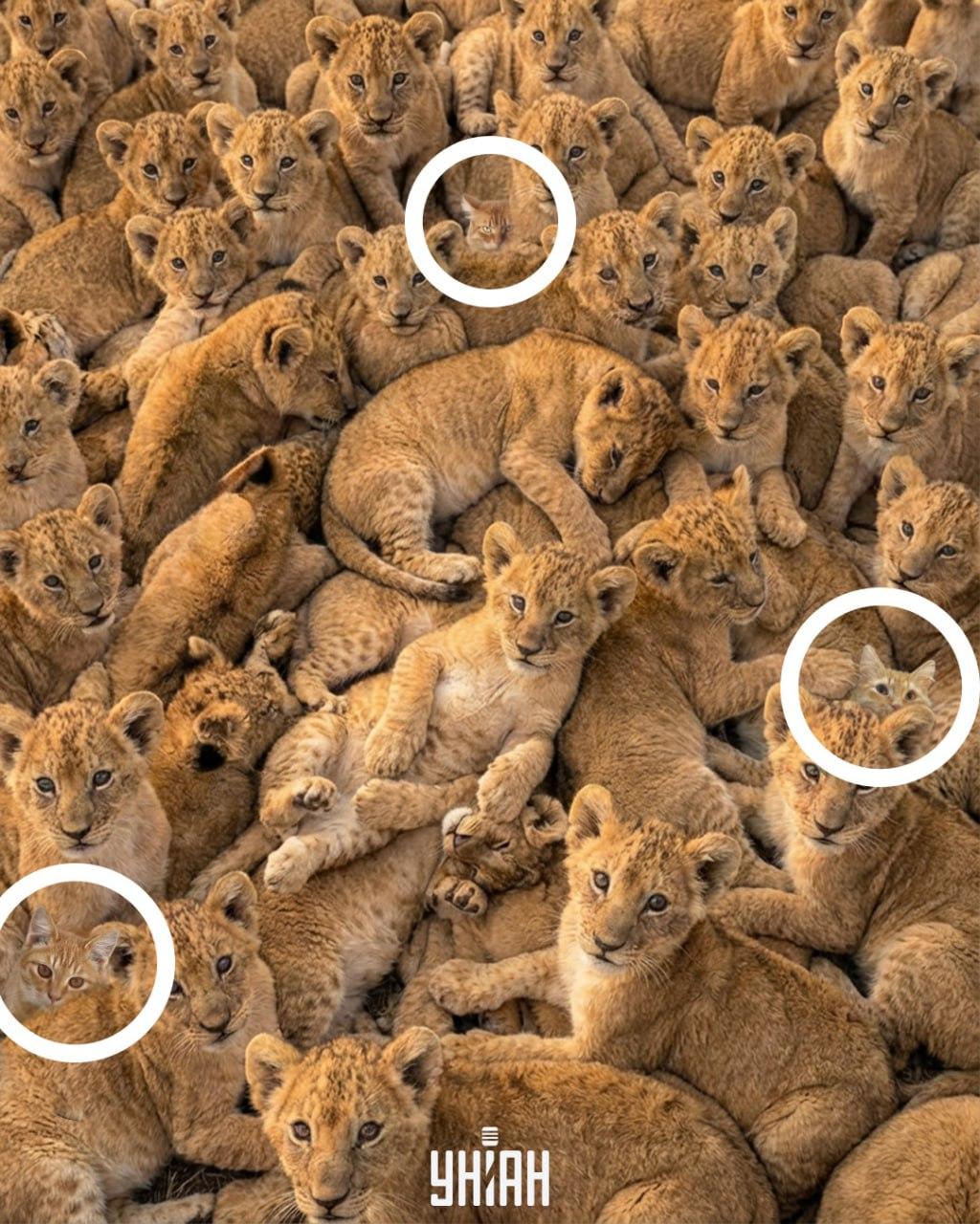 колаж УНИАН