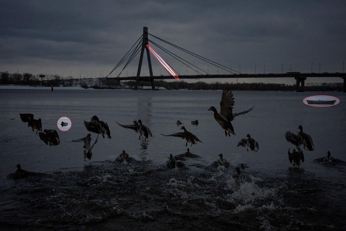 Пронађите 3 разлике на фотографији патака за 10 секунди: невероватна слагалица