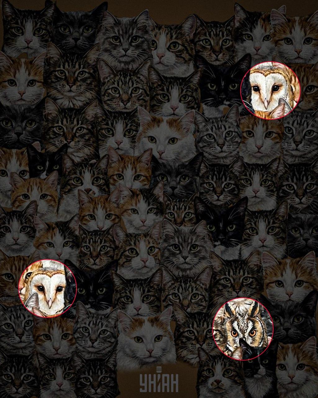97% људи не може да пронађе 3 сове међу мачкама за 10 секунди: невероватна оптичка илузија