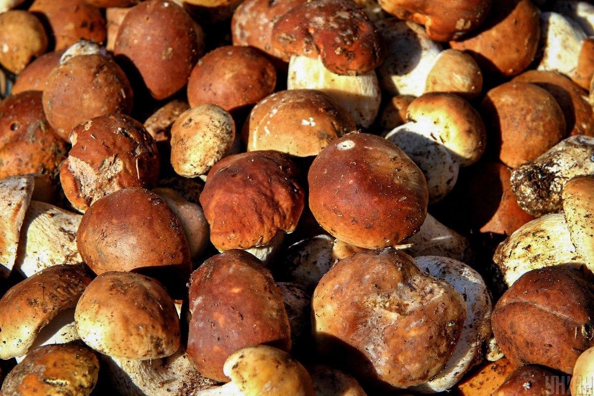 Пронађите камен међу печуркама на време / колаж УНИАН