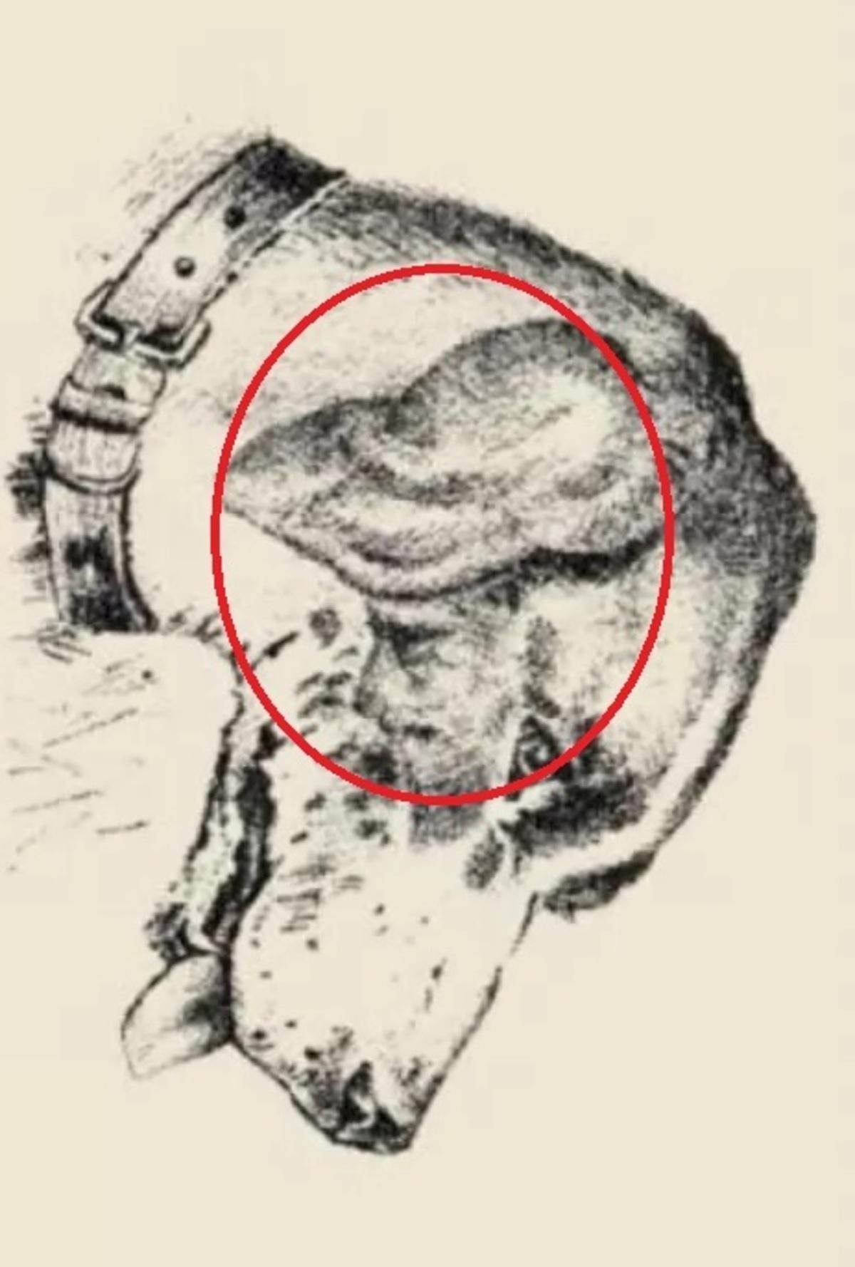 Људско лице је било на псећем уху / цртеж сафалта.цом