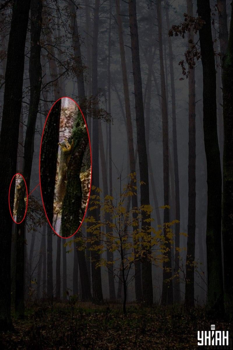 Само 2% људи може пронаћи веверицу у шуми за 12 секунди: невероватна оптичка илузија