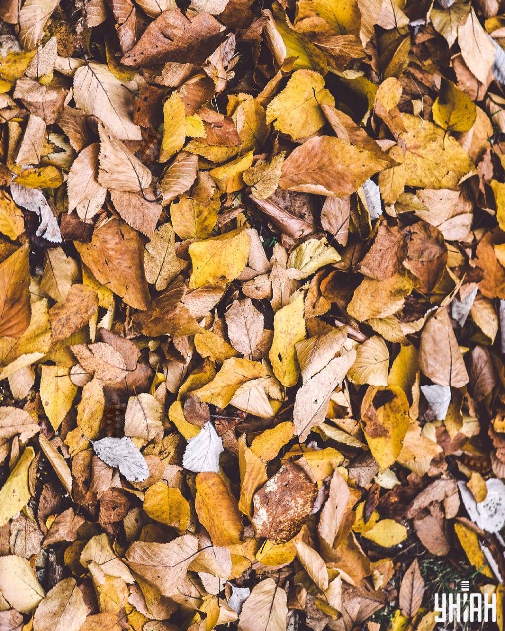 Морамо пронаћи корњаче међу лишћем / колаж УНИАН