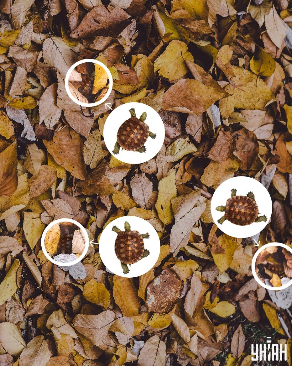 Оклоп корњаче се лако може помешати са пожутелим листовима / колаж УНИАН