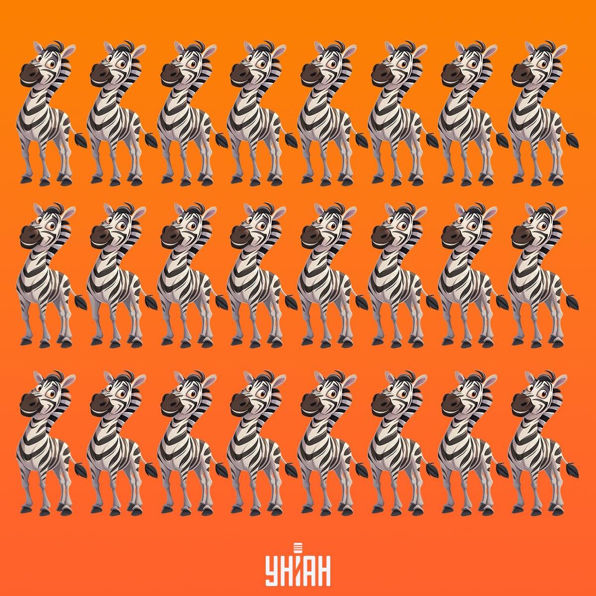 Морамо пронаћи зебру на време, која није као друге / колаж УНИАН