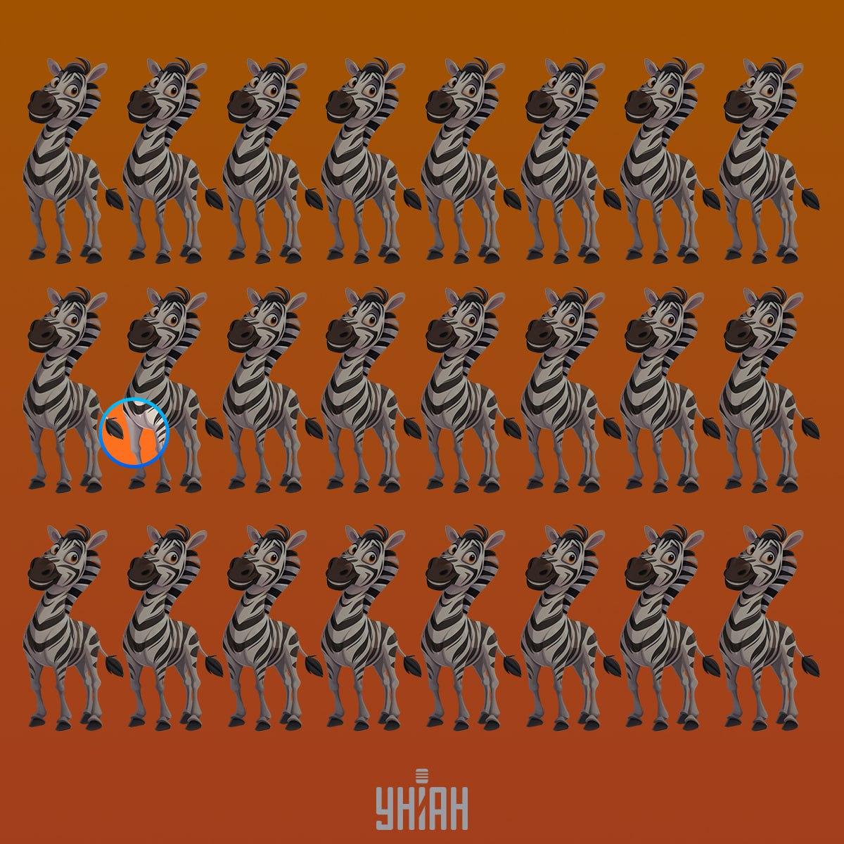 Чудна зебра је била у другом реду одозго / колаж УНИАН