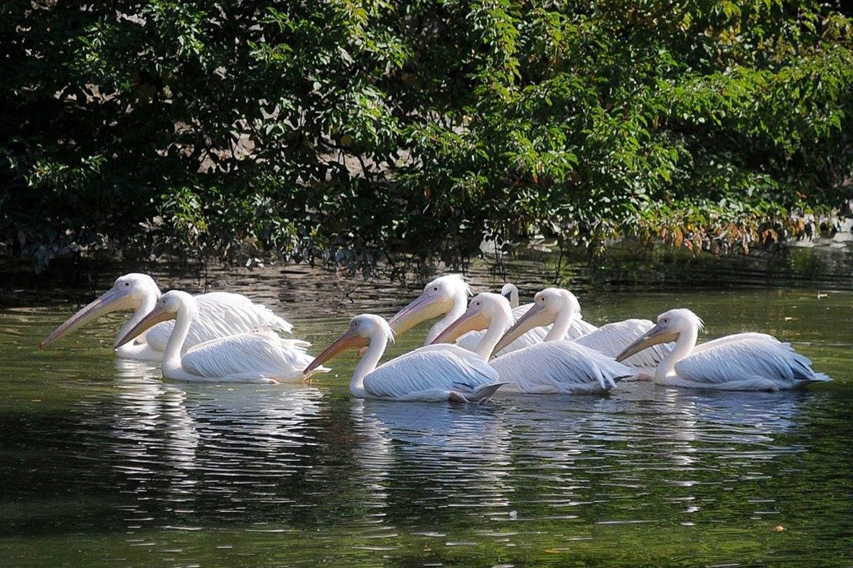Морате пронаћи птицу која се разликује од осталих за мање од 10 секунди / колаж УНИАН