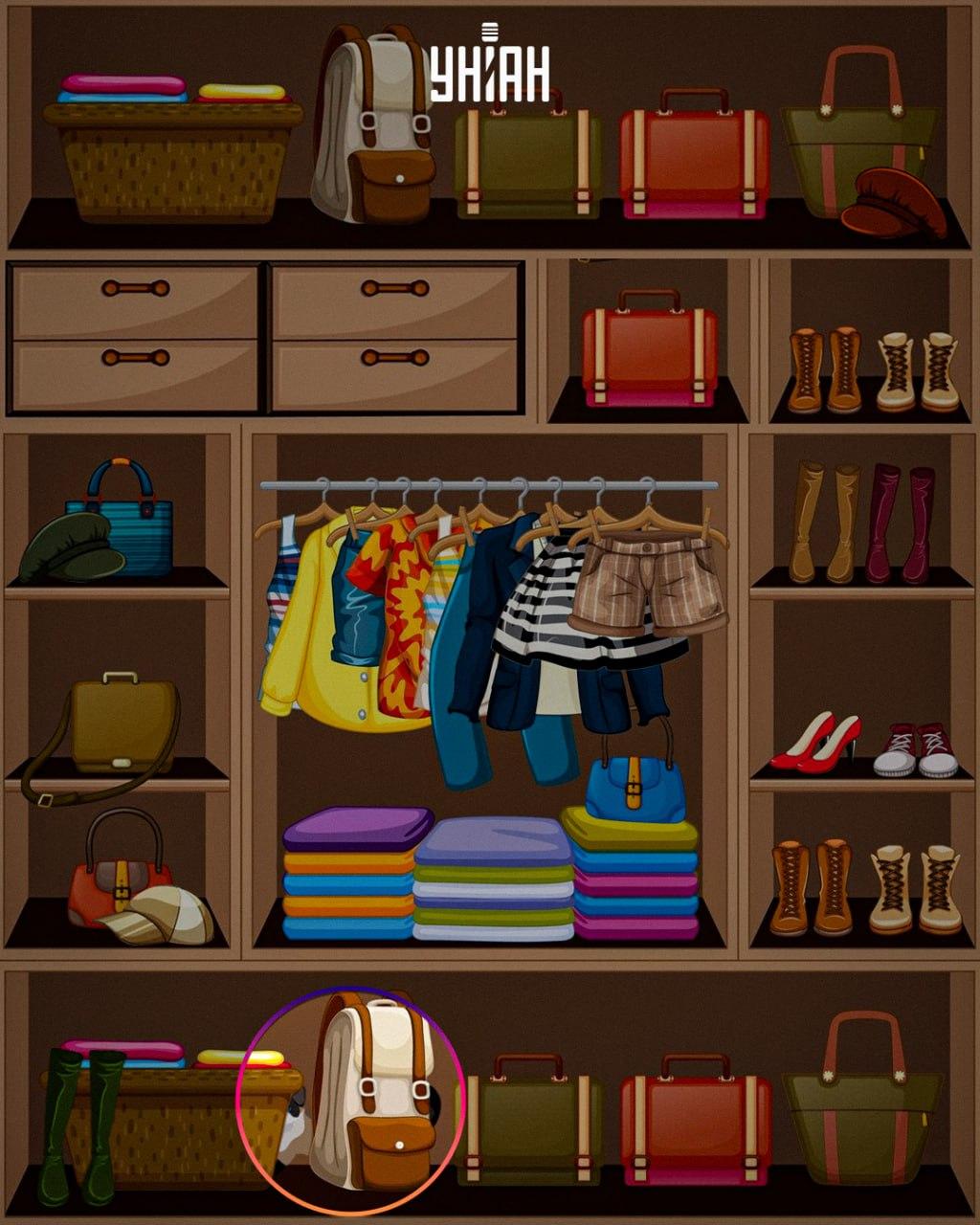 Лукава животиња постављена је на дно слике / колажа УНИАН