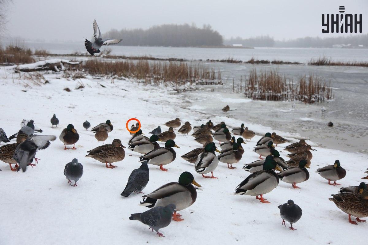 Врабац се крио близу центра оптичке илузије / колажа са фотографијама УНИАН