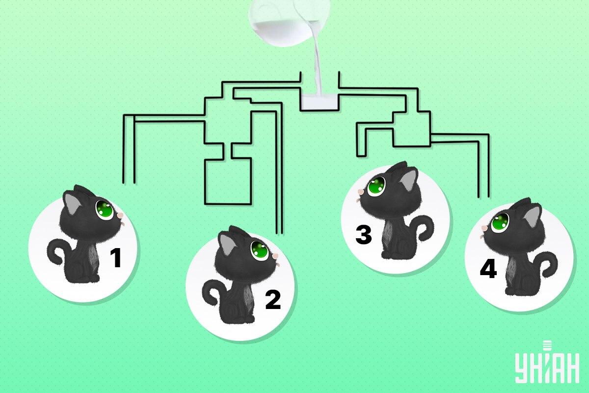 Пронађите мачку која може прва да пије млеко / колаж УНИАН