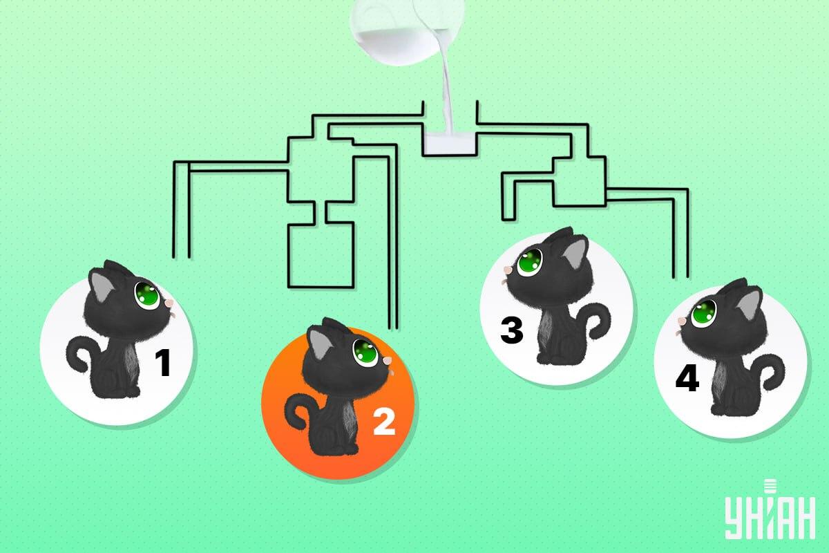 Срећна мачка била је број 2 / колаж УНИАН