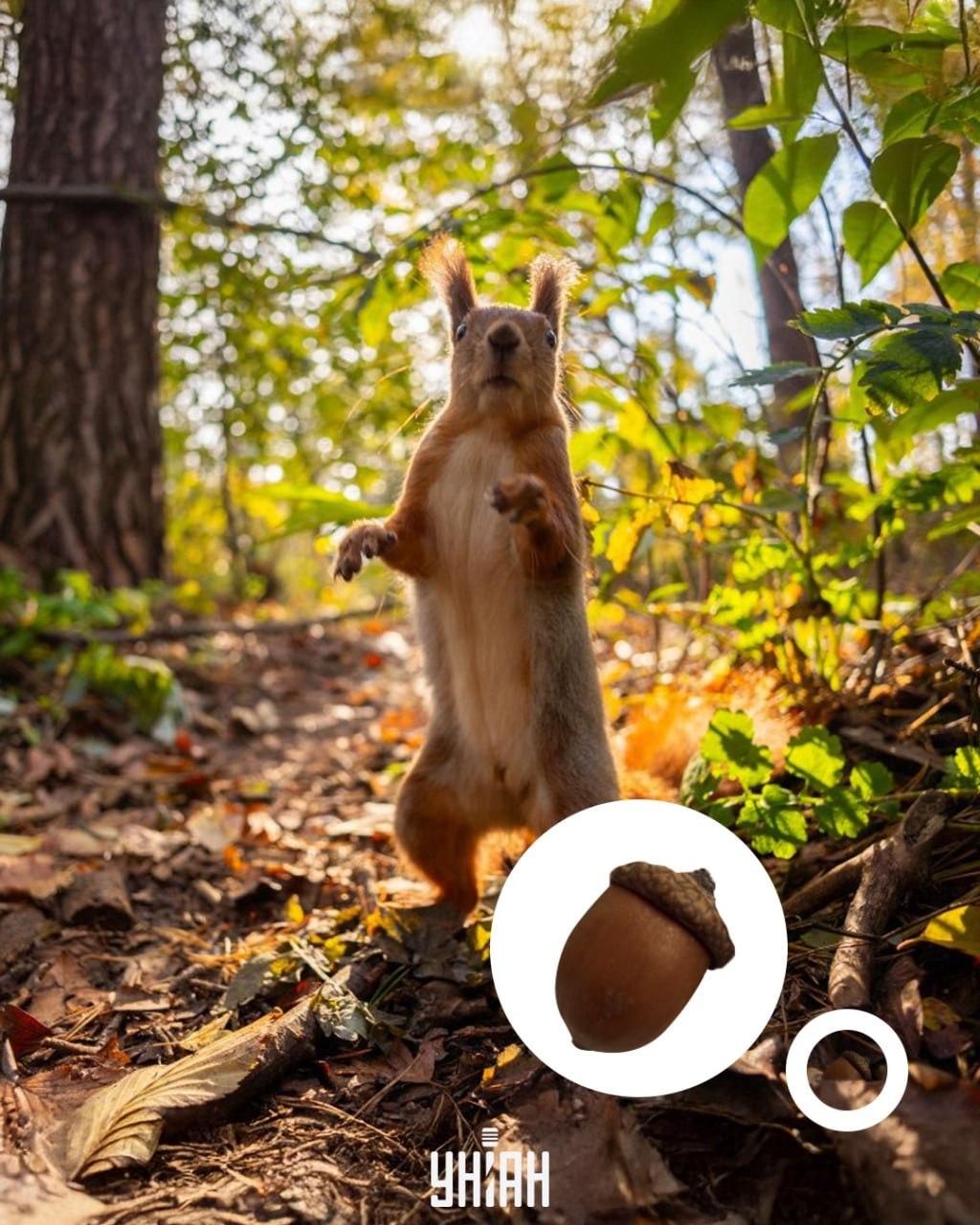 Жир је био на дну оптичке слагалице / колажа са фотографијом УНИАН