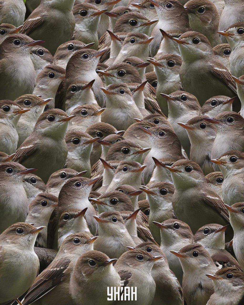 Требало би да нађете врапца међу славујима / колаж УНИАН