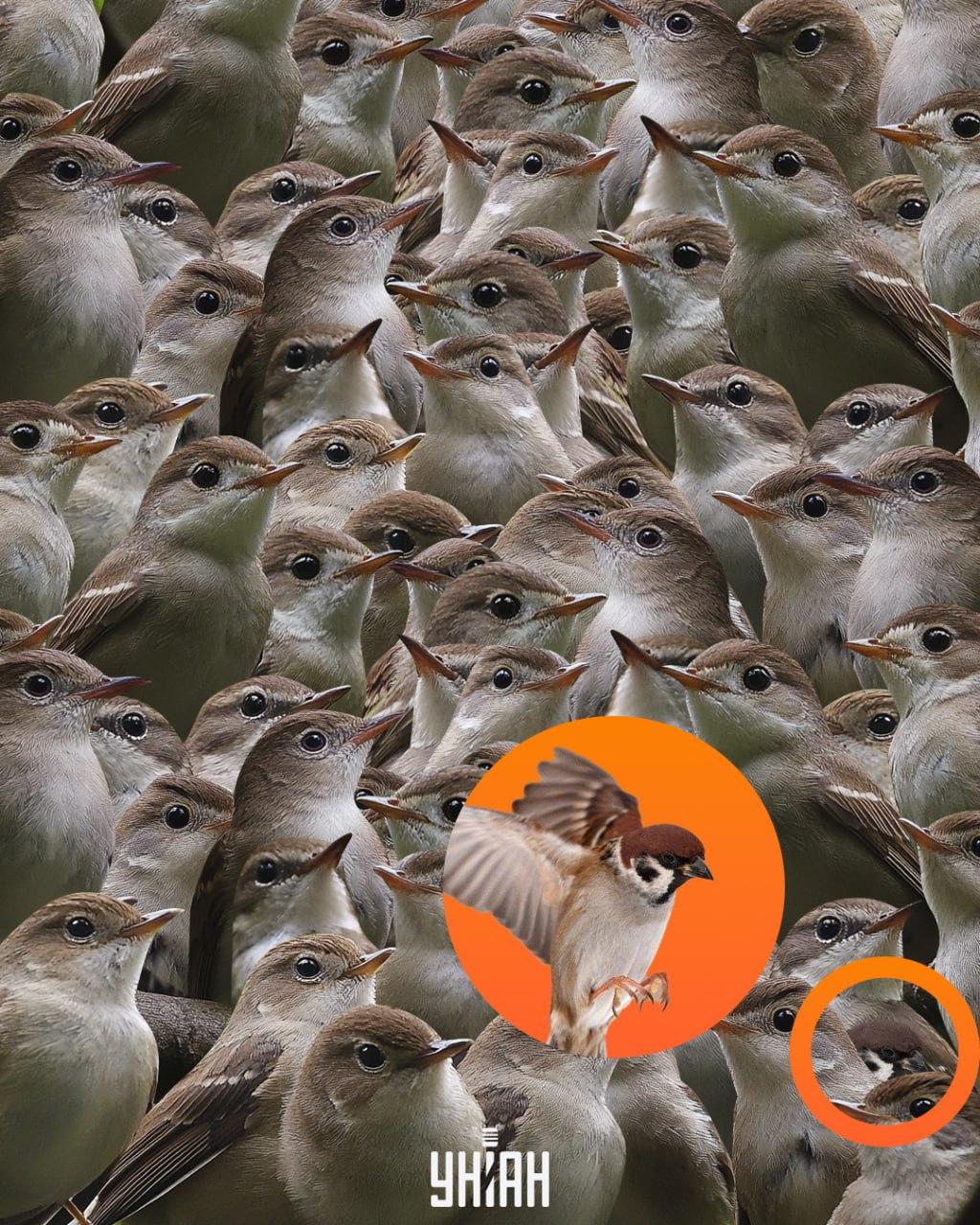 Врабац је био на дну слагалице / колаж УНИАН