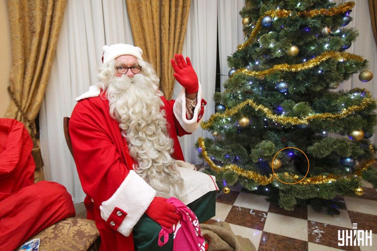 Мачка се скривала међу гранама јелке / колаж са фотографијама УНИАН