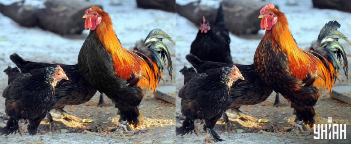 Пронађите све разлике за 15 секунди / колаж УНИАН