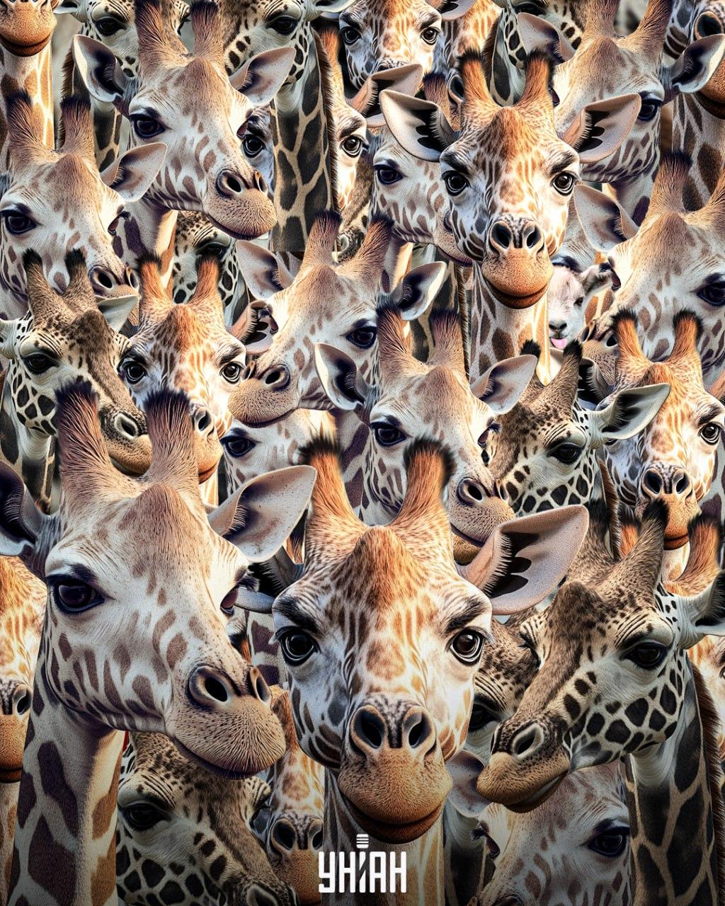 Морамо пронаћи неваспитану козу / колаж УНИАН