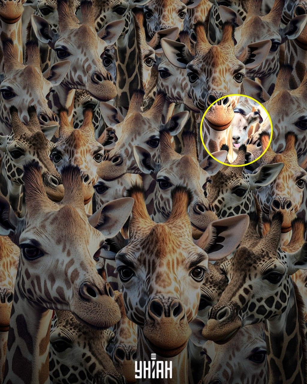 Морамо пронаћи неваспитану козу / колаж УНИАН