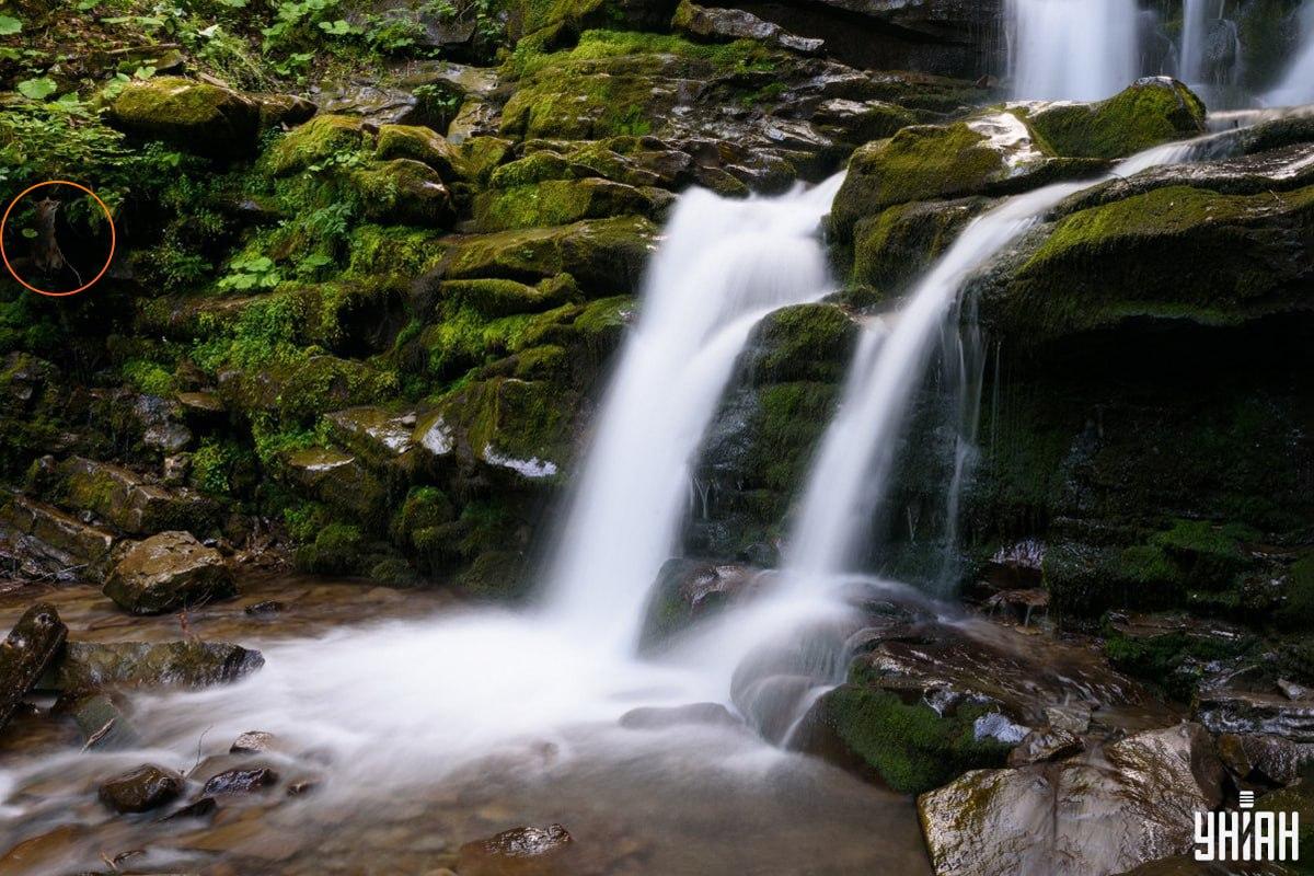 Одговор на загонетку са лисицом - где се тачно животиња скривала / колаж УНИАН, фото УНИАН