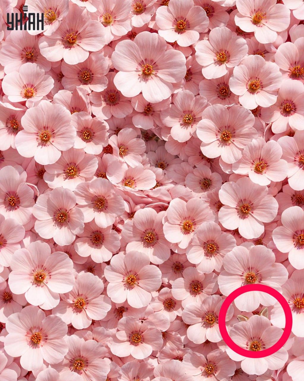 Само 1% људи може пронаћи зеца за 11 секунди: Изненађујуће сложена оптичка илузија