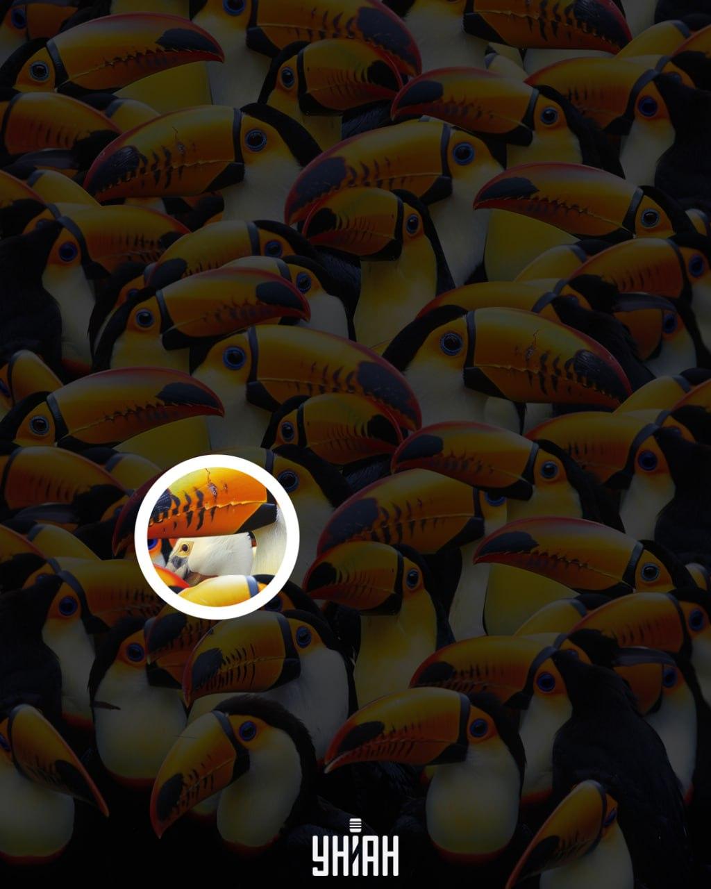 Пеликан није био далеко од централног дела слике / колаж УНИАН