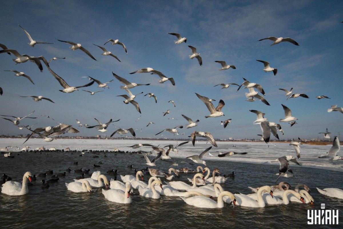 Пронађите голуба на слици у времену / колаж са фотографијама УНИАН