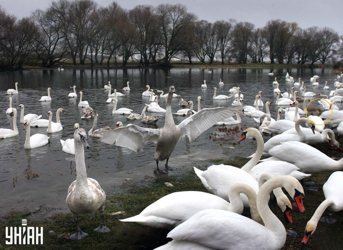 Сакрили смо птицу мамцем 