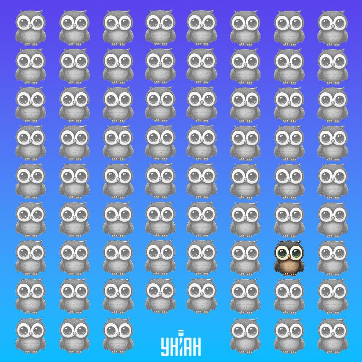 Јединствена сова је била на дну слике са леве стране / колаж УНИАН