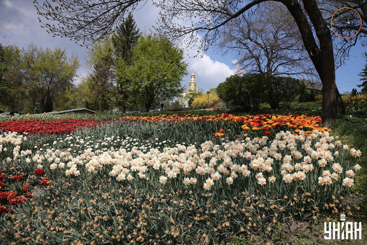 Птица је седела на грани дрвета / колаж УНИАН