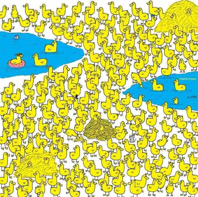 Само најпаметнији ће пронаћи пиле међу пачићима за 8 секунди: нова слагалица / слика Гергелија Дудаса