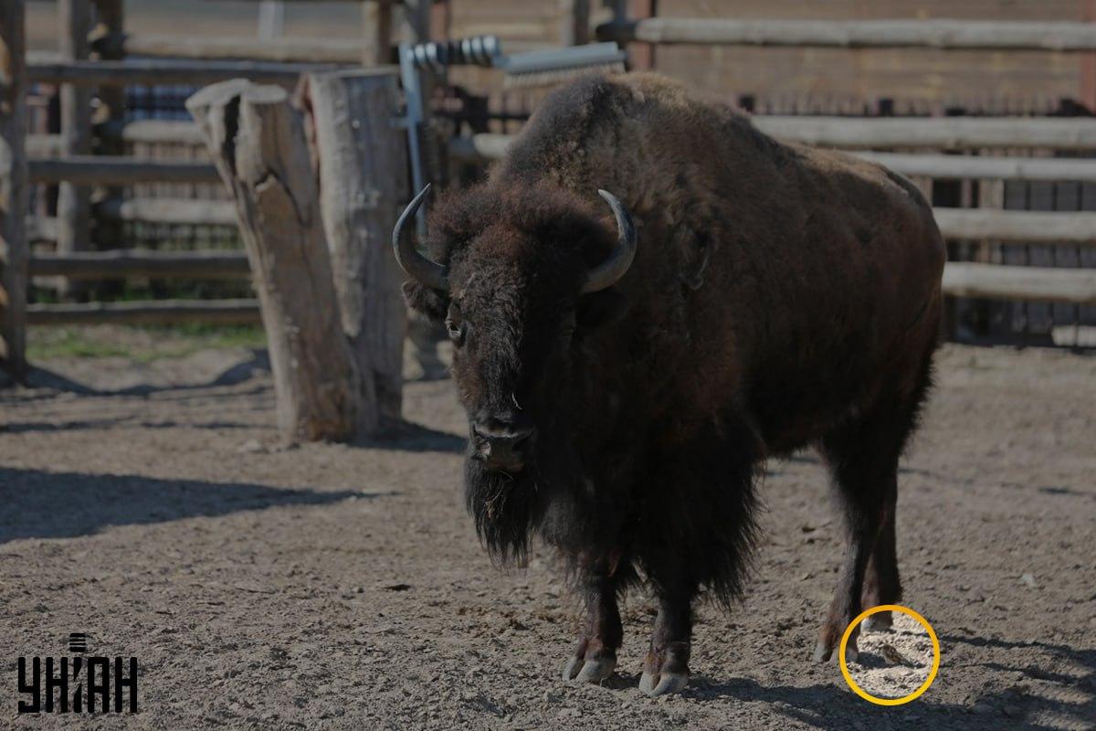 Врабац се налазио близу левог угла слике / колажа са фотографијом УНИАН