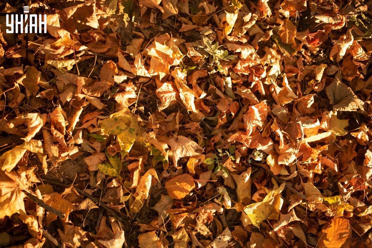 Пронађите жабу на слици у времену / колаж са фотографијама УНИАН