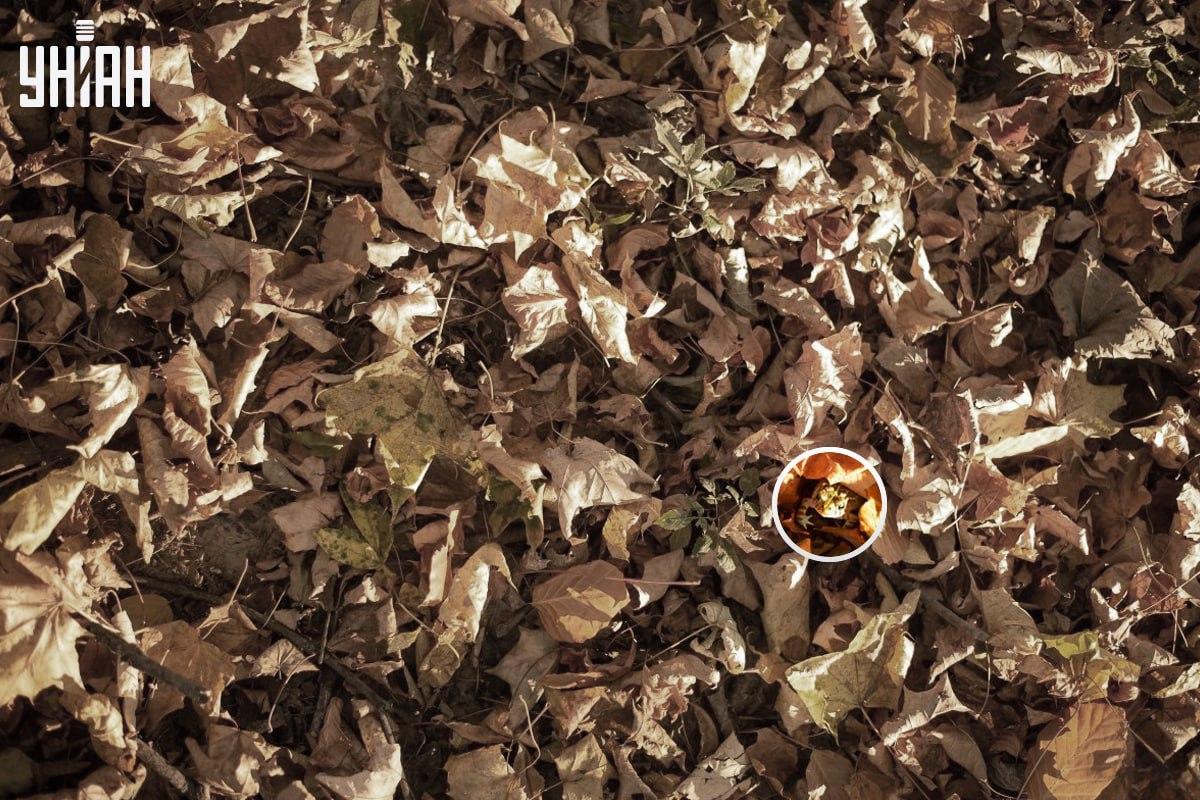 Жаба је била недалеко од доњег левог угла слике / колажа са фотографијом УНИАН