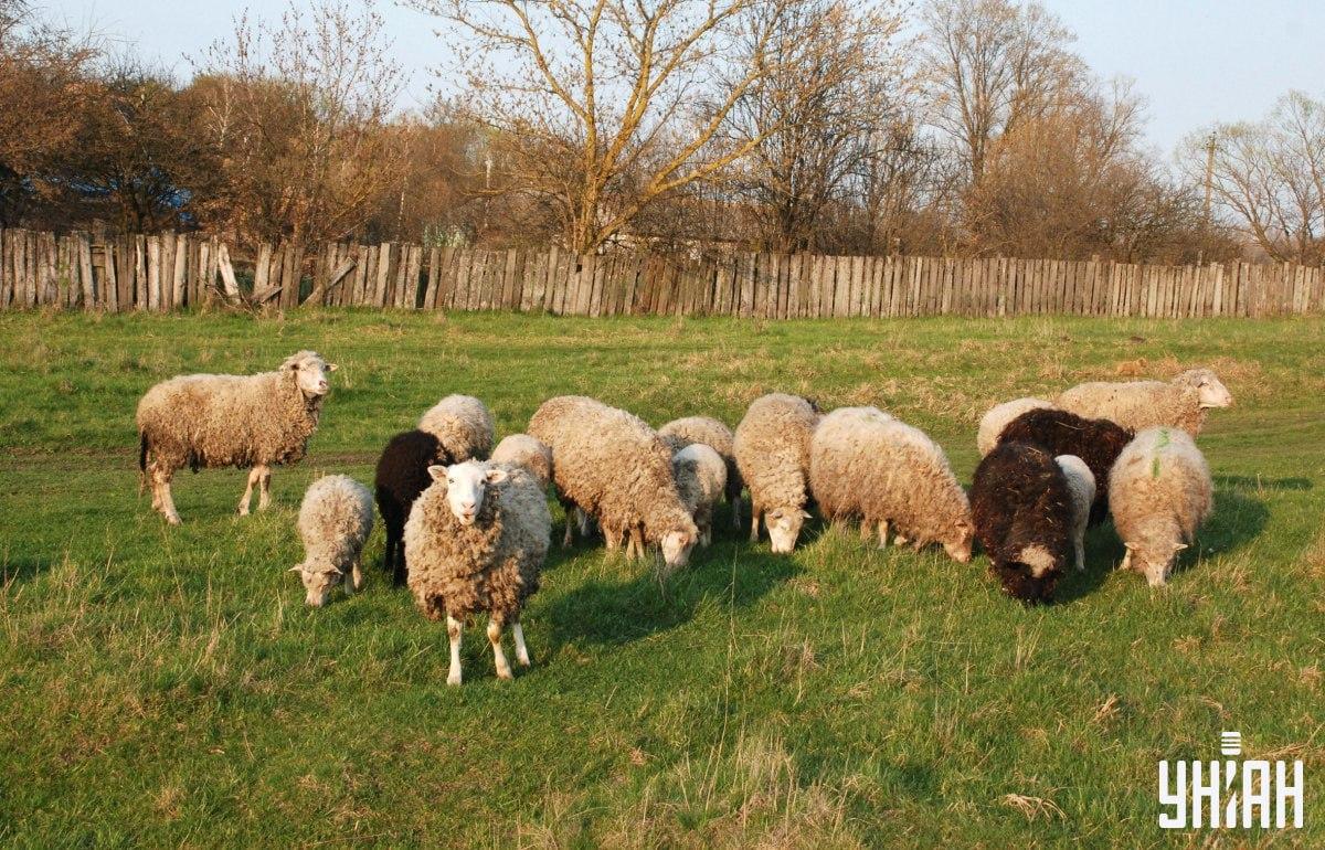 Пронађите пса за мање од 10 секунди / колаж са фотографијама УНИАН