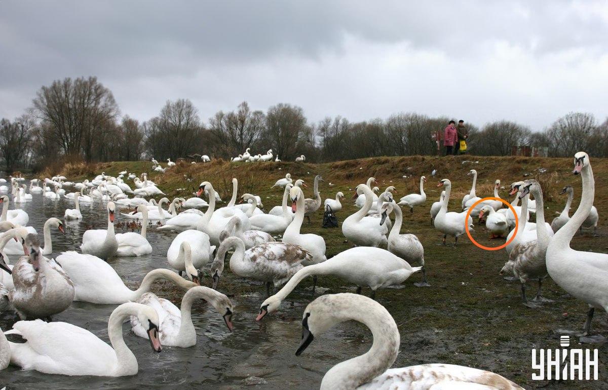 Гуска се налази близу центра слике / колажа са фотографијом УНИАН