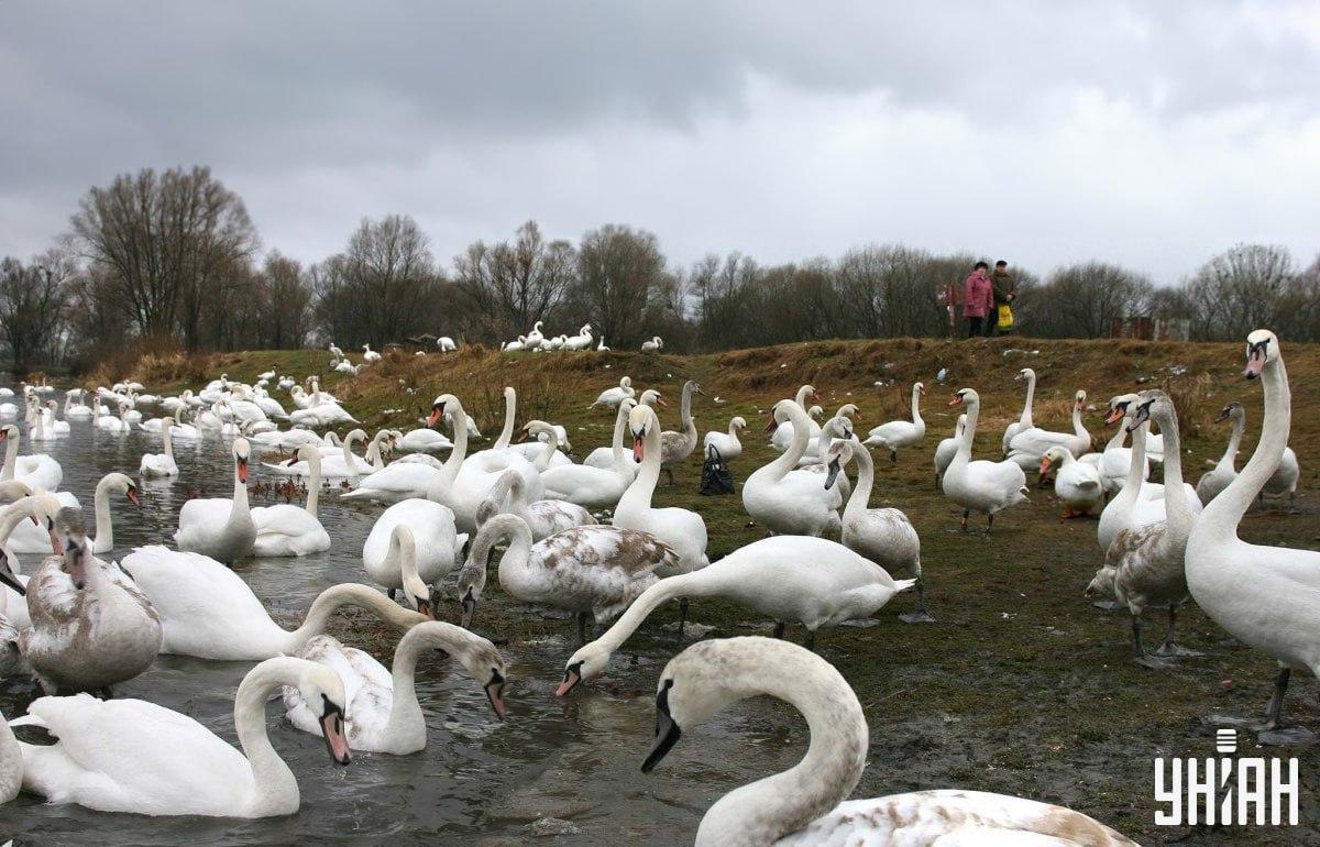 Пронађите гуску међу лабудовима у времену / колаж са фотографијама УНИАН