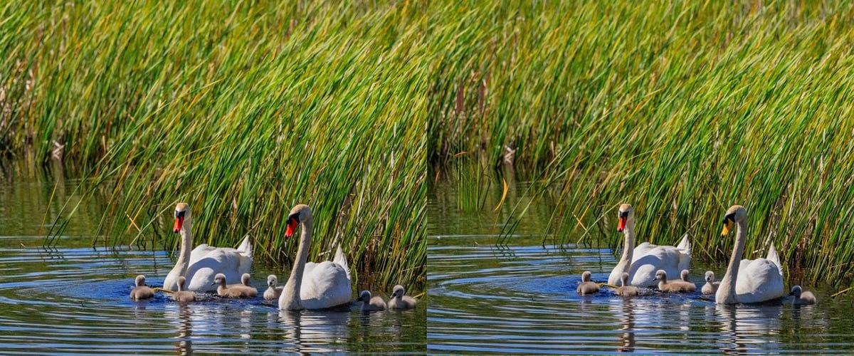 Врло брзо пронађите разлике између цртежа / колажа УНИАН