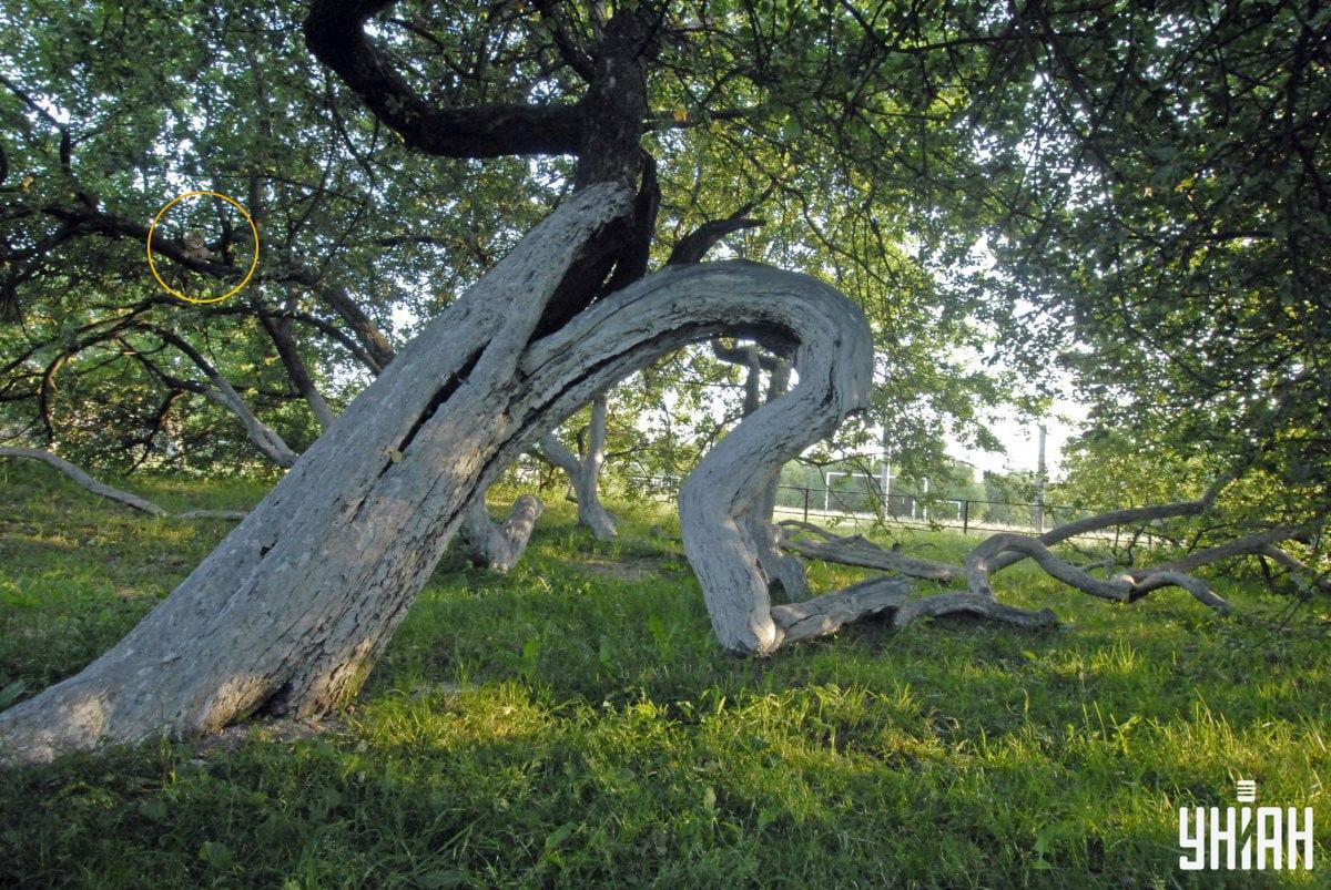Наша мачка је легла на гране дрвета / Колаж УНИАН