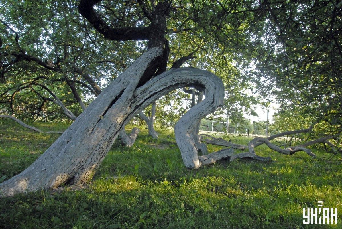 Животиња може бити у било ком делу слике / Колаж УНИАН