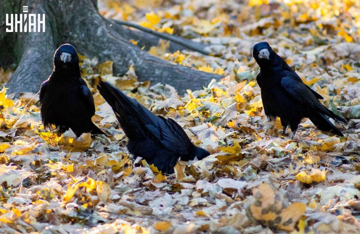 Веома брзо пронађите жабу на слици / колаж са фотографијама УНИАН