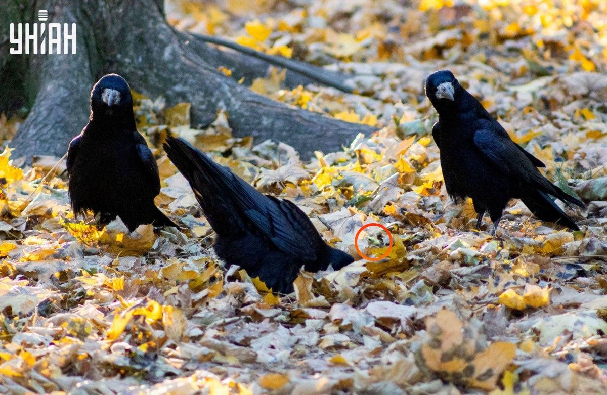 Жаба је била скоро у центру слагалице / колажа са фотографијом УНИАН