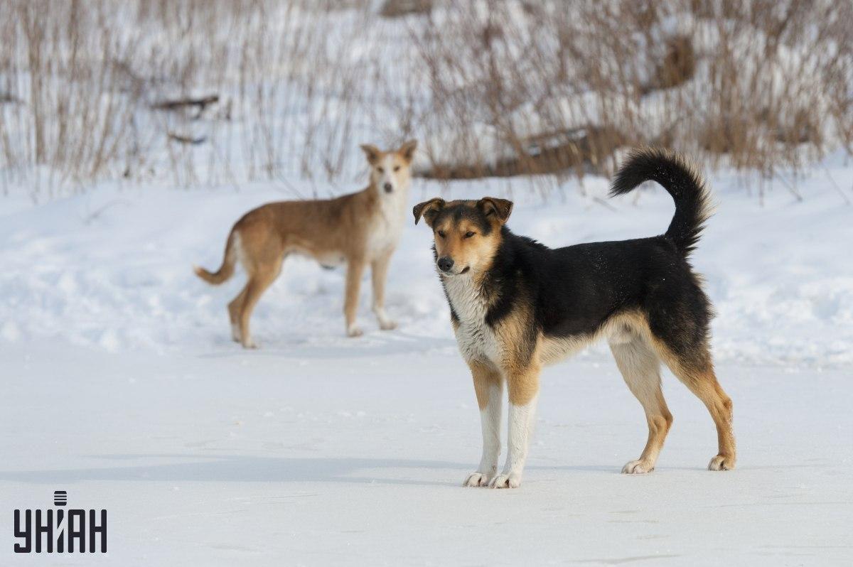 Покушајте да за 8 секунди схватите шта није у реду у фотографији слагалице / колажу са фотографијама УНИАН