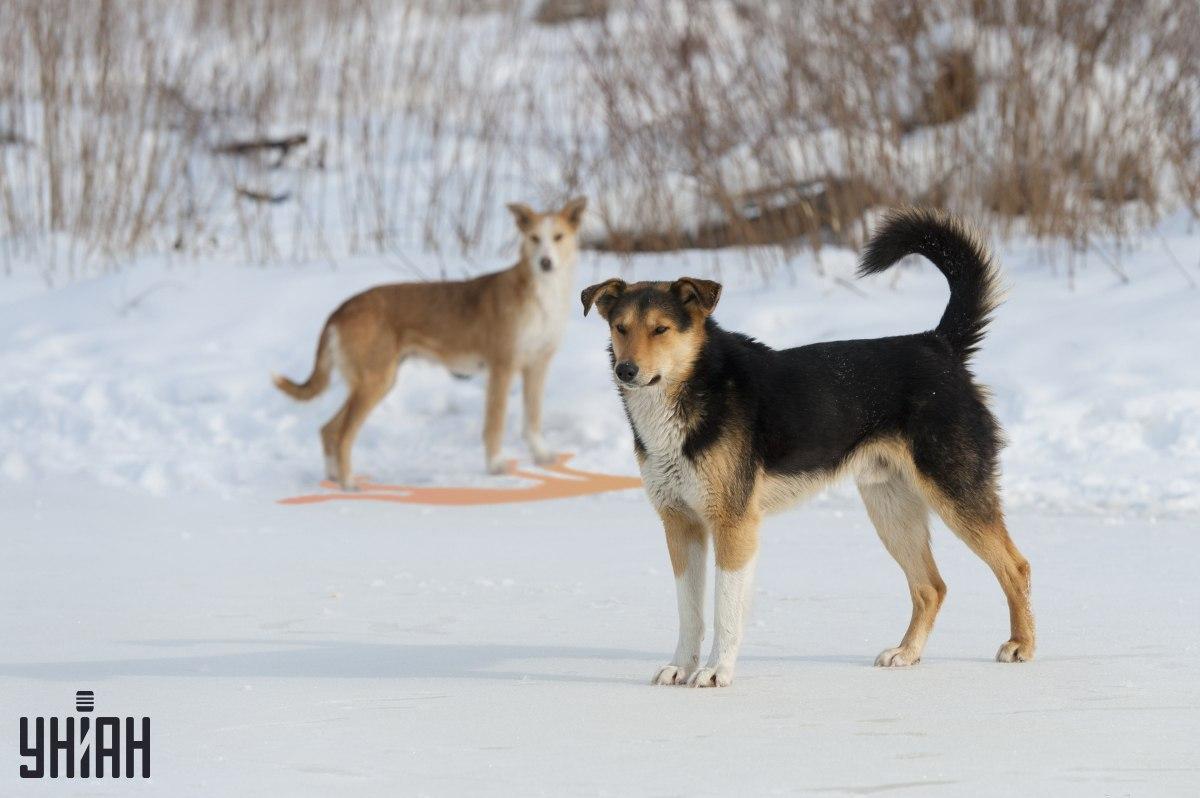 Слика нетачно приказује једну од сенки / колаж са фотографијом УНИАН