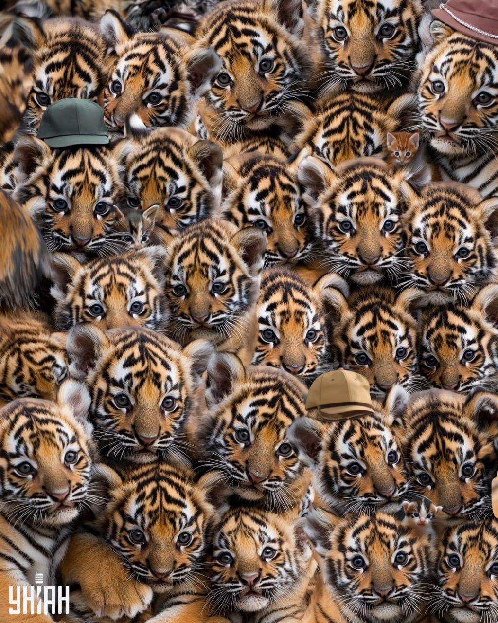 Пронађите три мачића међу тигровима / УНИАН