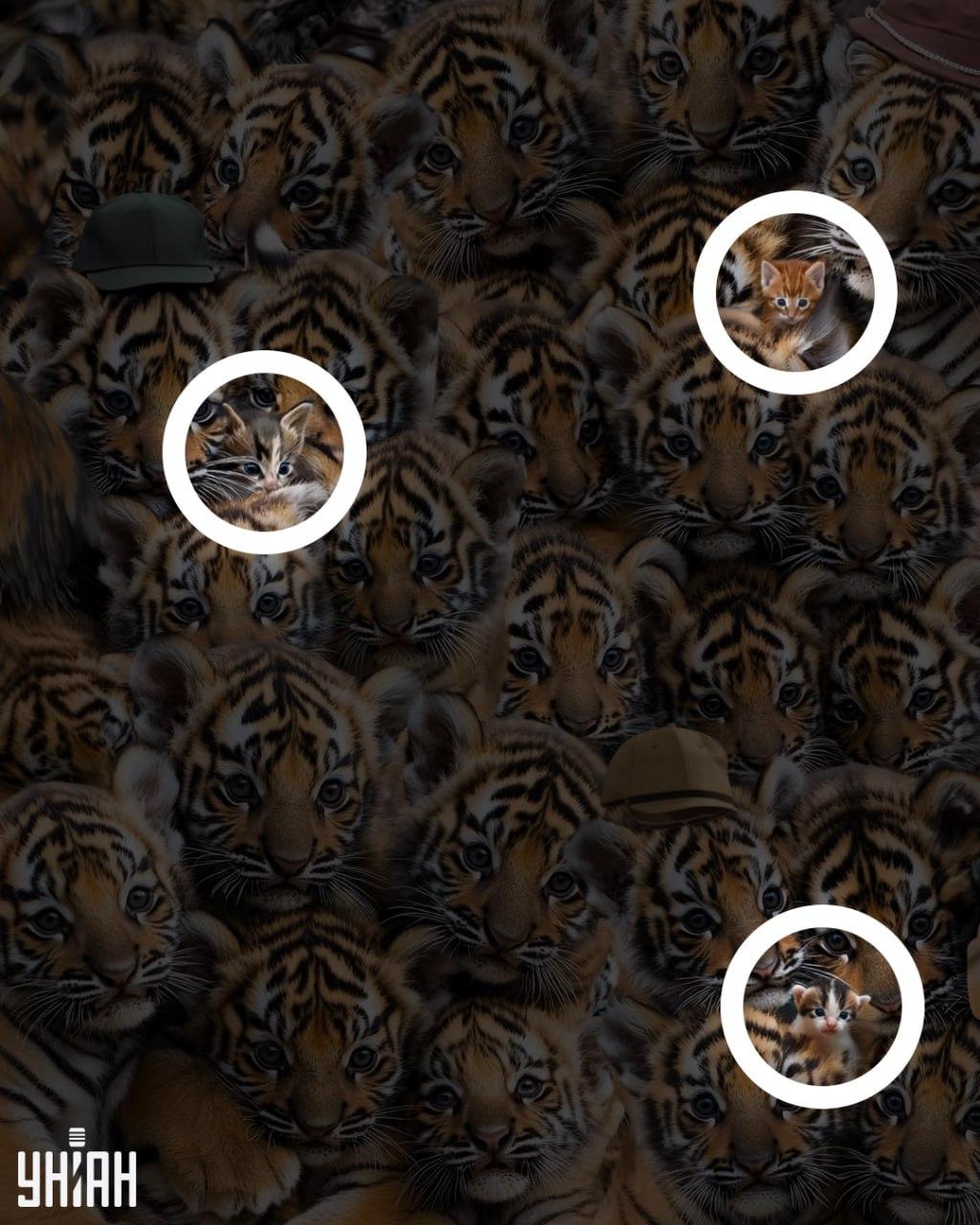 Одговор / УНИАН