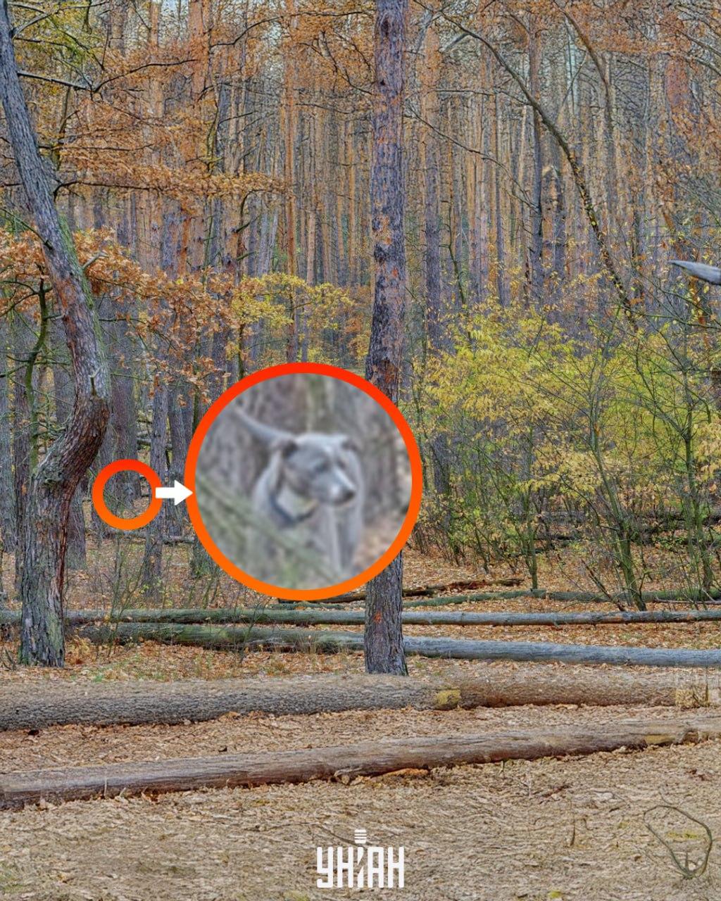 фото УНИАН, Владимир Фалин