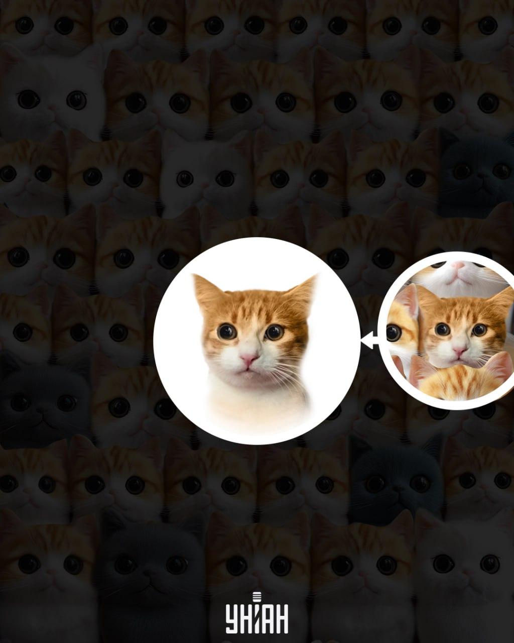 колаж УНИАН