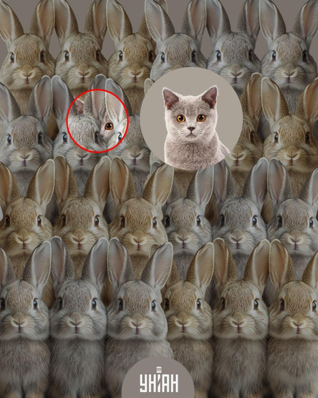 колаж УНИАН