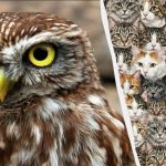 97% људи не може да пронађе 3 сове међу мачкама