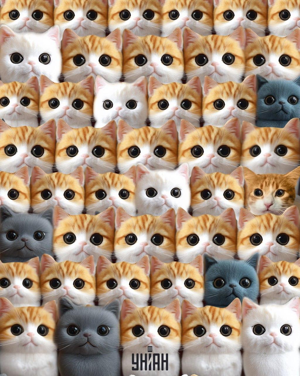 колаж УНИАН